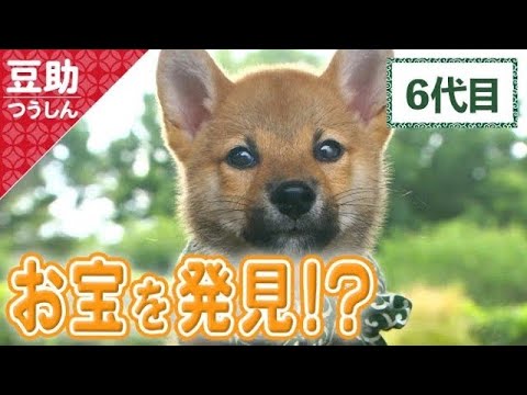 しゅたたっ！お宝めがけて一直線？6代目【豆助通信】＜柴犬・豆柴