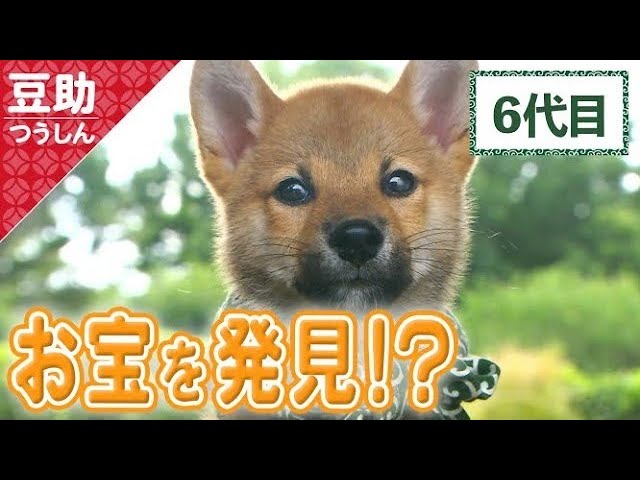 しゅたたっ！お宝めがけて一直線？6代目【豆助通信】＜柴犬・豆柴