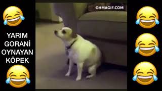 Yarim Gorani̇ Oynayan Köpek Muşlu Köpek