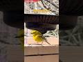 Gone in a flash!A quick visit from the Pine Warbler! #bird #foryoupage #nature #fyp #shorts
