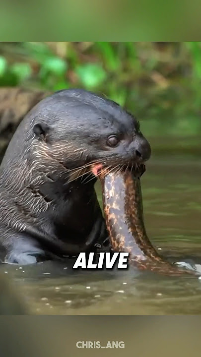 Giant River Otters Feared by Apex Predators 😨