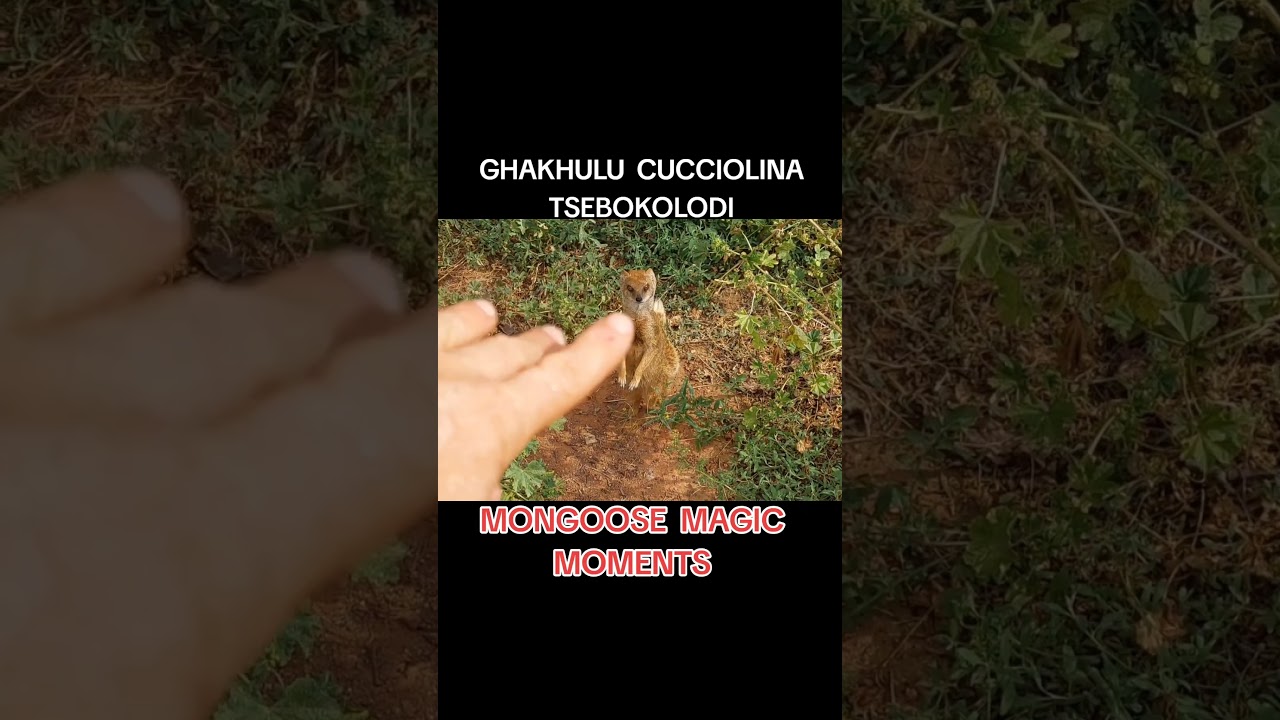 MEET GHAKHULU CUCCIOLINA TSEBOKOLODI ☆ MONGOOSE MAGIC MOMENTS ☆ AUTHOR THE MEERKAT MAN ☆ MONGOOSES