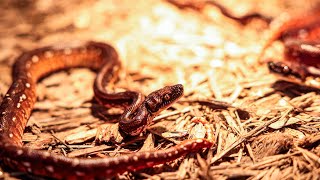 Newborn Malagasy Tree Boas