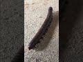 Millionped walking