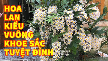 Ngắm nhìn hoa lan kiều vuông tuyệt đỉnh.