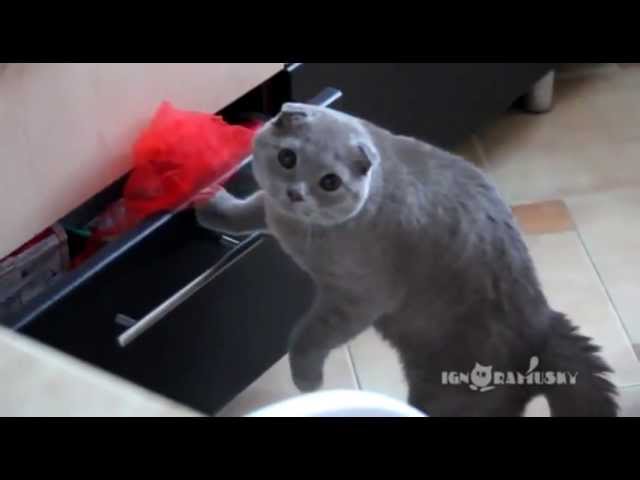 Cat Opening Drawer Gets Busted Youtube