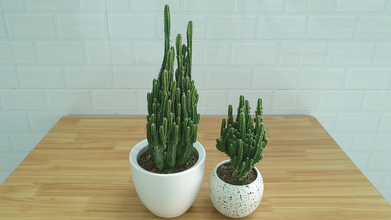 Cách Trồng Và Chăm Sóc Xương Rồng Thanh Sơn (Fairy Castle Cactus) - Youtube