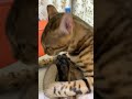 Мастер педикюра #shorts