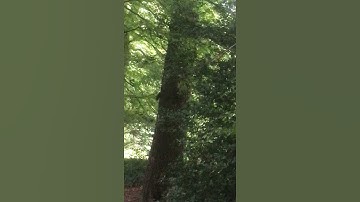 Squirrels running round on a tree 🌰🐿🌳