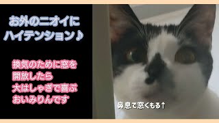 窓開放で喜びも開放する猫おいみりん