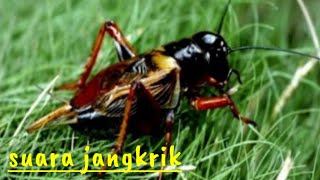 Suara jangkrik natural | record tanpa editing |