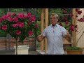 Cottage Farms Raspberry Smoothie Rose of Sharon Tree on QVC Cottage Farms Raspberry Smoothie Rose of Sharon Tree on QVC