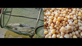 Горох для карпа. Подробный рецепт. Горох для карпа. Подробный рецепт.