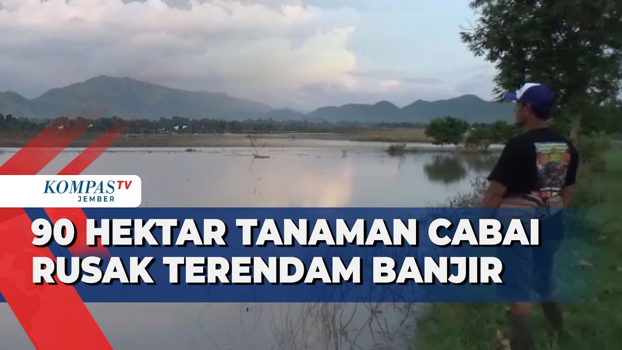 Puluhan Hektar Cabai di Jember Terendam Banjir, Harga Naik?