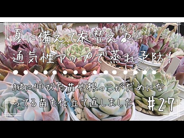 66 [Is it a jewel? No, it's a succulent] Echeveria that shines red