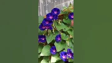 Цветение ИПОМЕИ