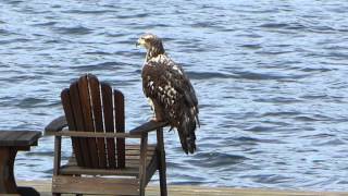 Juvenile Bald Eagle or Golden Eagle??
