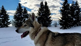 Tamaskan winter walk by Sylvaen Tamaskans 34 views 2 months ago 3 minutes, 7 seconds