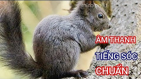 Tiếng Sốc Mồi Kiêu Chuẩn Không Lai Tạp Âm Thanh Chất Lượng