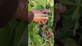 10kg Jam Contact 9647995507/9775796848*All Over INDIA SUPPLY