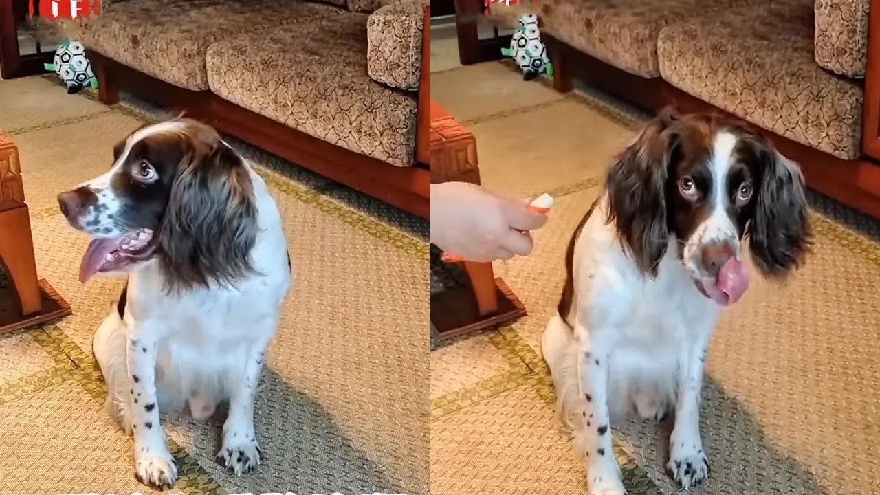 仔仔：背后骂一骂，安全又解压......#家有萌宠 #我家毛孩子 【靓仔日记】