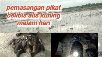 Pemasangan pikat belibis alis kuning malam hari#cara memasang pikat belibis#suara pikat belibis