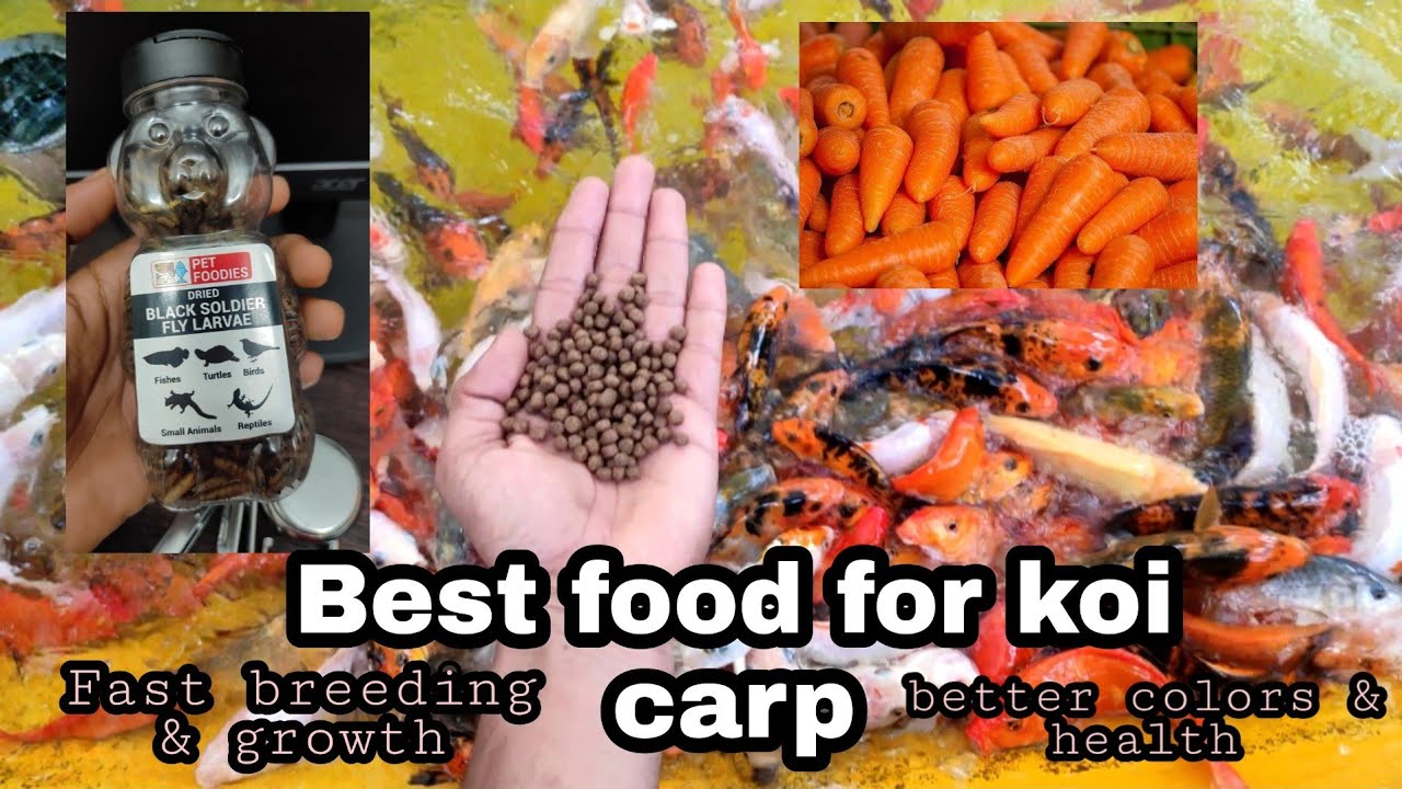 Koi carp best food for koi carp koi carp caring tips koi carp