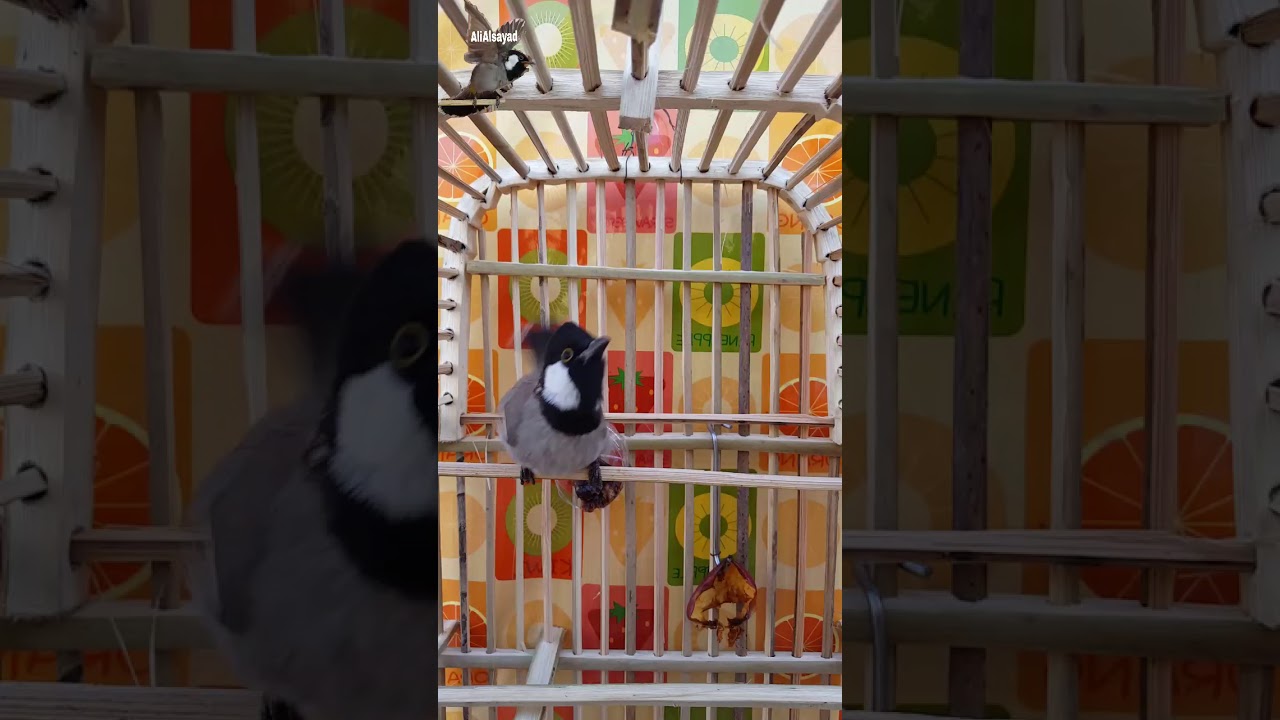 خام مندلاوي حايل زنجيل مداور اجناح برواز وهو خام لو جلس شيسوي @ali