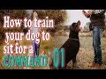 How to Train a Dog to Sit ( Epi-01)