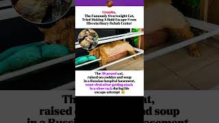 38-Pound Cat Gets Stuck Trying to Escape Vet Rehab! 😹 #cat #funny #comedy #happ #happy #animallovers