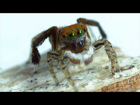 Vídeo: Como As Aranhas Saltadoras Caçam