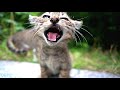 腹ぺこの子猫にエナジーちゅ～るまぐろをあげたらとんでもないことに　野良猫 感動猫動画