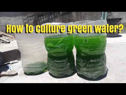 Come l'acqua Cultura Verde ????