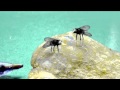 Fly talk david attenborough