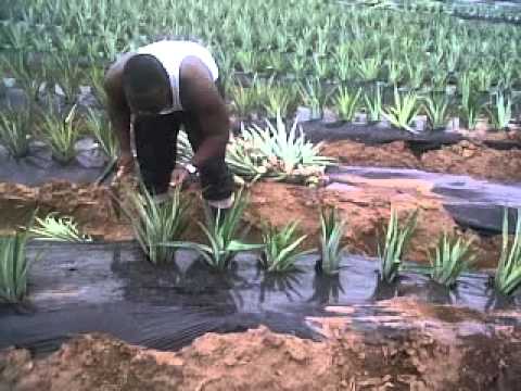 MD2 Pineapple Planting.3GP - YouTube
