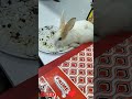 Chhota sa foodie, badi si bhook 🐰🥕#trending#BunnyLife #FoodieBunny #KhargoshDiaries #MunchingMood 🐰✨