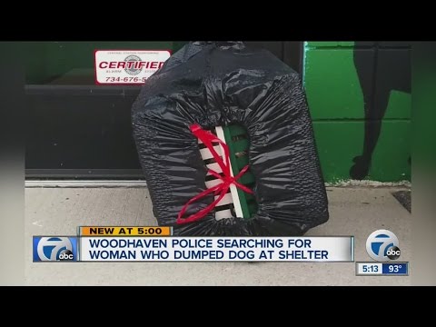 Wideo: Pet Scoop: Shelter Staffer Cuddles Dog After Surgery, nowy start dla Pupa znaleziony w Trash Can