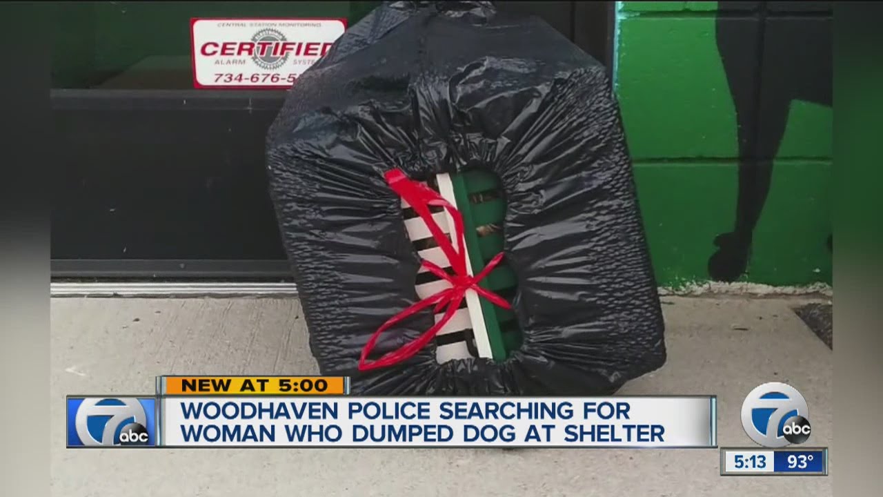Dog found abandoned in garbage bag outside Woodhaven shelter YouTube