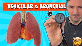 Lung sounds for beginners: Vesicular and Bronchial breath sounds #lungsounds by The Learn Medicine Show 42,940 views 8 months ago 7 minutes, 35 seconds