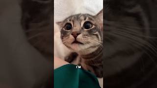 Crazy Cats Being Hilarious
