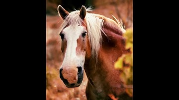 Photo edit: Paint.net Bulge tool on horse head