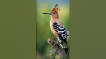 From Low to High: Comparing Midjourney v5.1 Stylize Parameter on Hoopoe Photo
