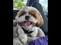 Pet Lovers Can’t Skip This Video 🐾🔥