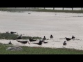 Black Skimmer Decoys