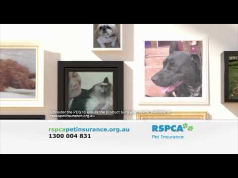 RSPCA | Pet Insurance | 30 Seconds