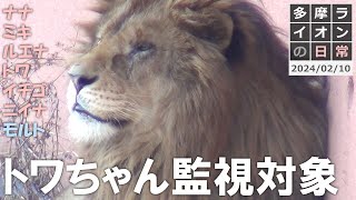 トワちゃん監視対象 2024/2/10【多摩ライオン】