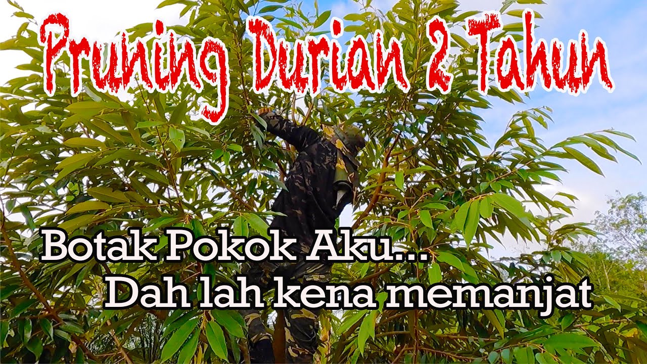Bagaimana pruning durian 2 tahun untuk pembentukan dahan mendatar.