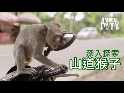 動物星天頻道 EP14《深入探索：山道猴子》搶先看 [4K]