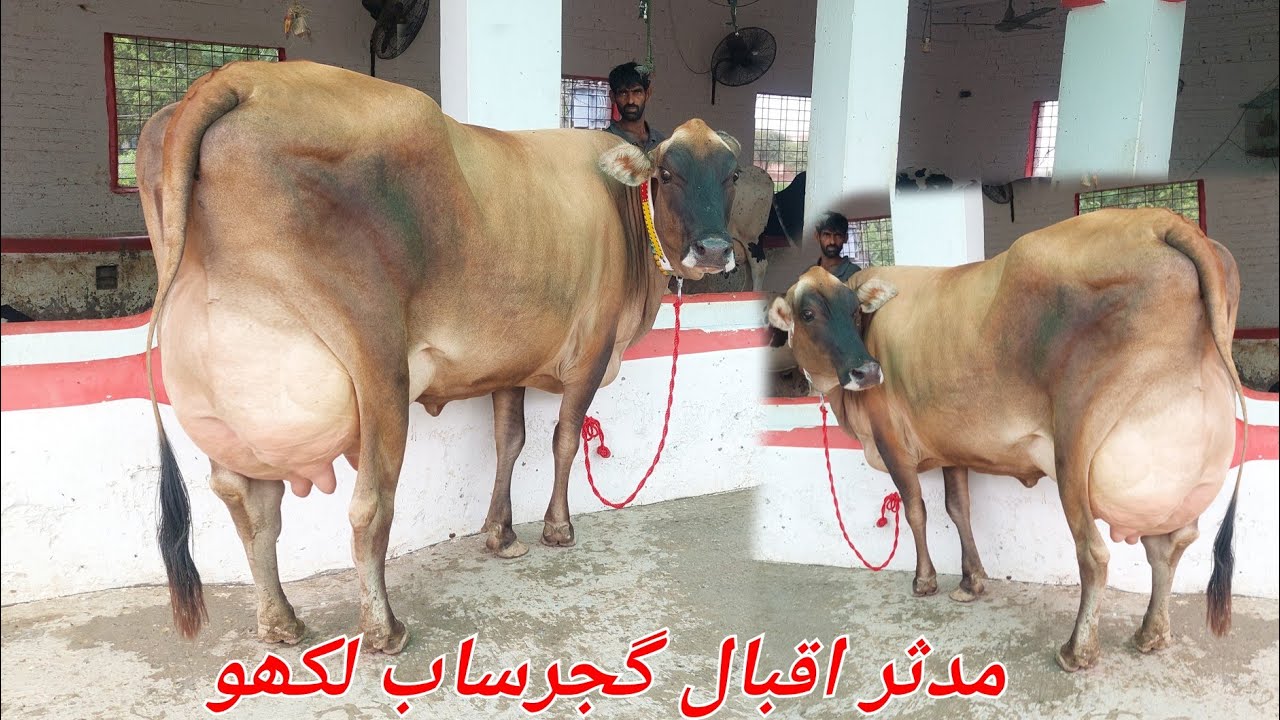 مدثر اقبال گجرساب لکھو 8 گائیں برائے فروخت 24 اگست 2025 karnana channel