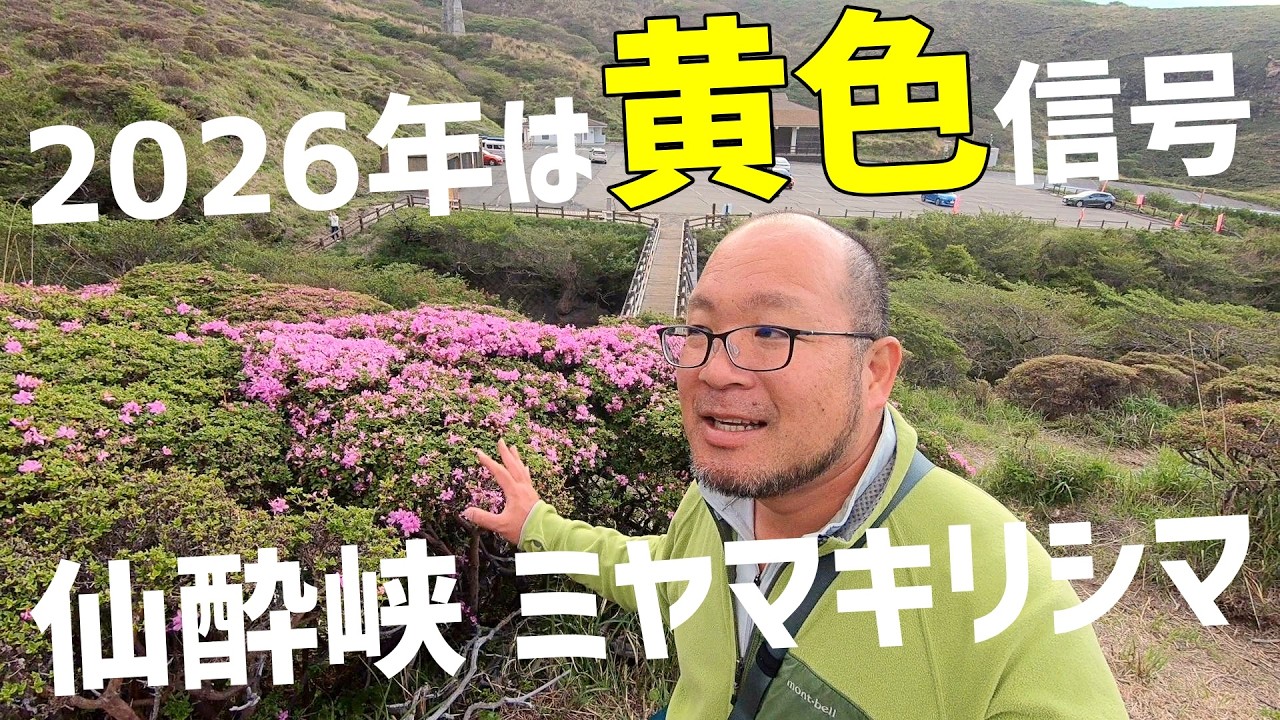 Sensuikyo Gorge 2026] The precarious state of the Rhododendron
